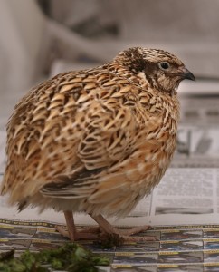 Demand is high for quail meat and eggs / Photo: en.wikipedia.org