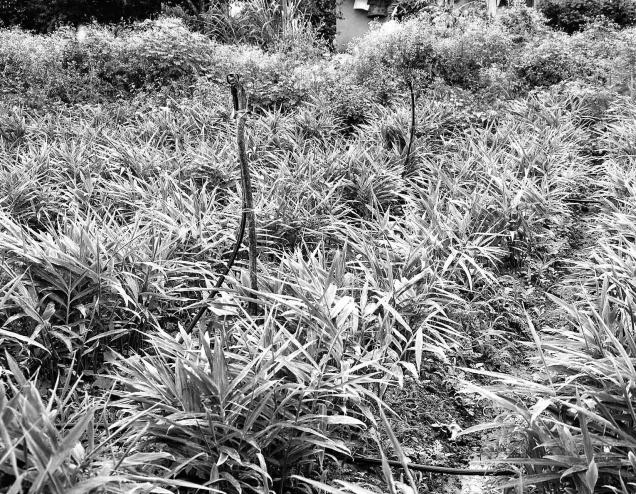 While the total area under ginger cultivationwas 2,000 acres in 2008, it has now increased to 16,000 acres.