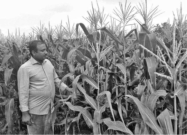 Basavaraj Arjun Rao Patil taking a look at the sweet corn crop in his field at Udnur, a village on the outskirts of Kalaburagi, on Monday.— PHOTO: ARUN KULKARNI 