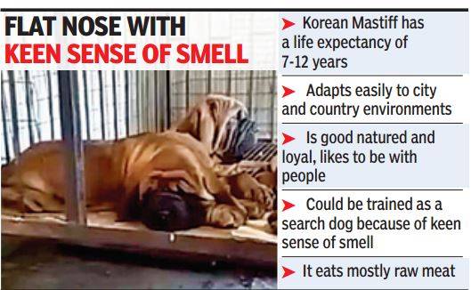 KoreanMastiffBF24mar2016