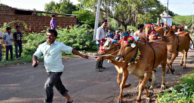 Tradition:Farmers taking their cattle in a procession to mark Kara Hunnime in Amlapur village on Monday.— Photo: Gopichand T. 