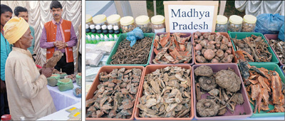 MedicinalPlantsBF07feb2017