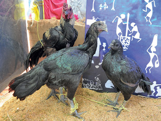 Kadaknath chickens are famous because their feathers, skin, blood and flesh are all black
