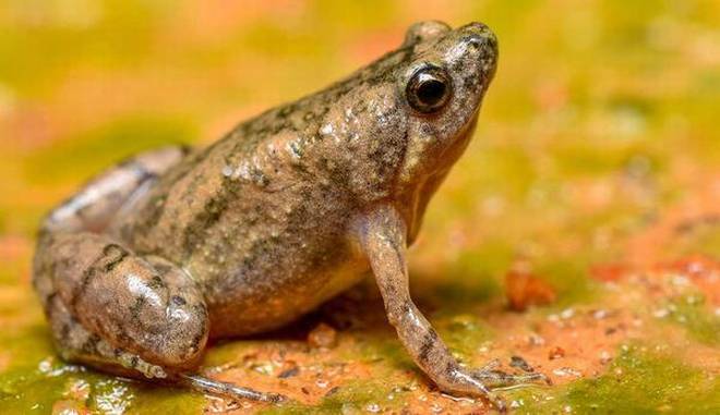 New species: Mangaluru narrow-mouthed frog is found only in a small industrial area in Mangaluru. 