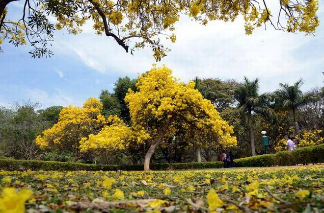 Cubbon Park | Photo Credit: V Sreenivasa Murthy