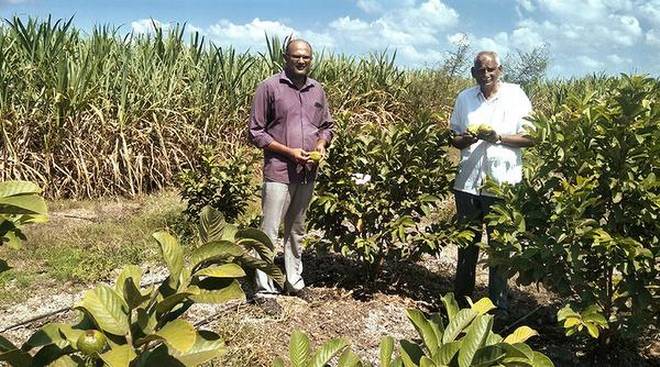 Y. Eshwar Rao has taken up natural farming on his entire 25 acres of land. 