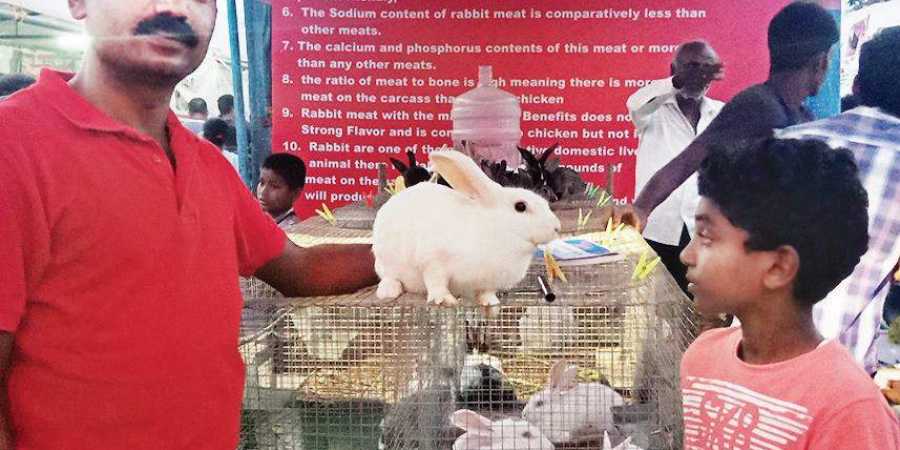 Rabbits at display at Krishi Mela with a board on why one must consume rabbit meat over other meats
