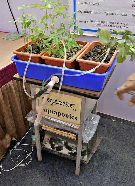 The aquaponics model that was developed by the University of Agricultural Sciences, Bengaluru | Photo Credit: H.S. Manjunath