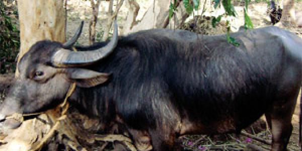 File Photo of a buffalo (PTI)