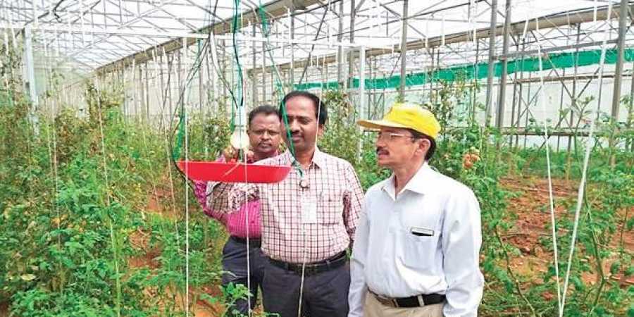 The light trap method that was developed by the Indian Institute of Horticultural Research to kill pests that ruin tomato crops | Express