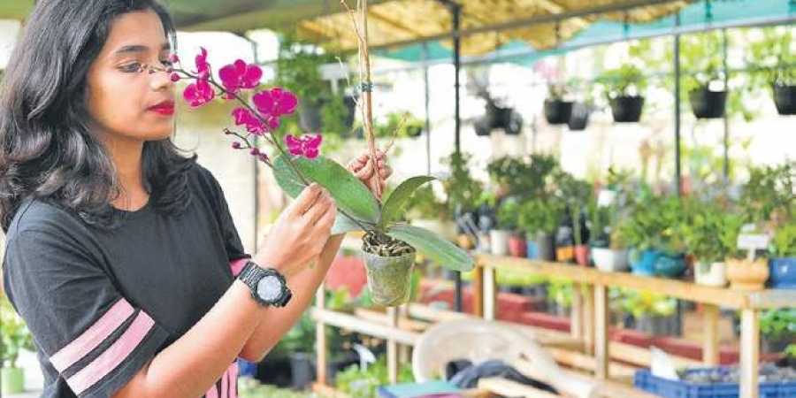 The plants are priced between Rs 100 and Rs 2,000  Meghana Sastry