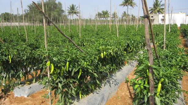Large-size chillies being grown in a Ninjacart supplier farm along Chikka Tirupathi Road, Bengaluru. Photo: Nahla Nainar/THE HINDU 