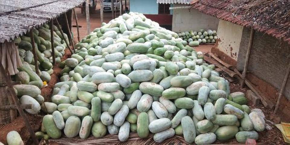 Piles of ash gourd in Thirthahalli, Karnataka 