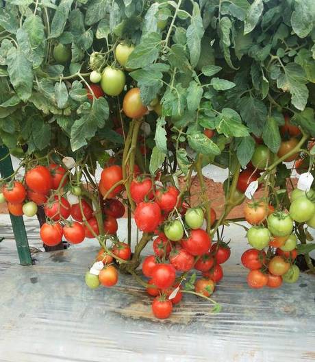 Arka Rakshak, a high-yielding and disease-resistant variety of tomato brought out by IIHR in Bengaluru. | Photo Credit: B.S. Satish Kumar